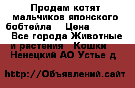 Продам котят мальчиков японского бобтейла. › Цена ­ 30 000 - Все города Животные и растения » Кошки   . Ненецкий АО,Устье д.